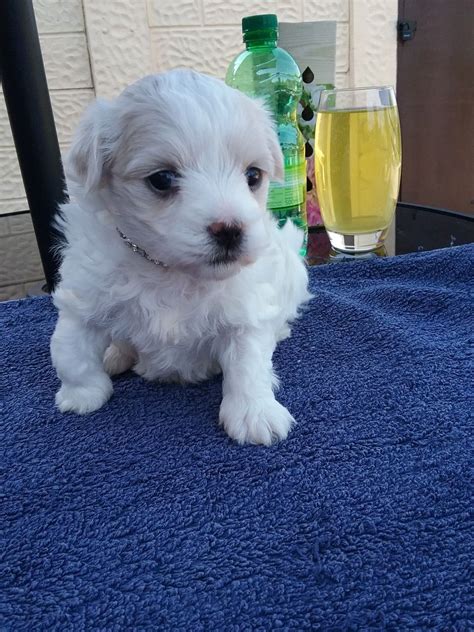 We also have a couple of old puppies born 060223 1 male and 1 female. . Craigslist maltese puppies